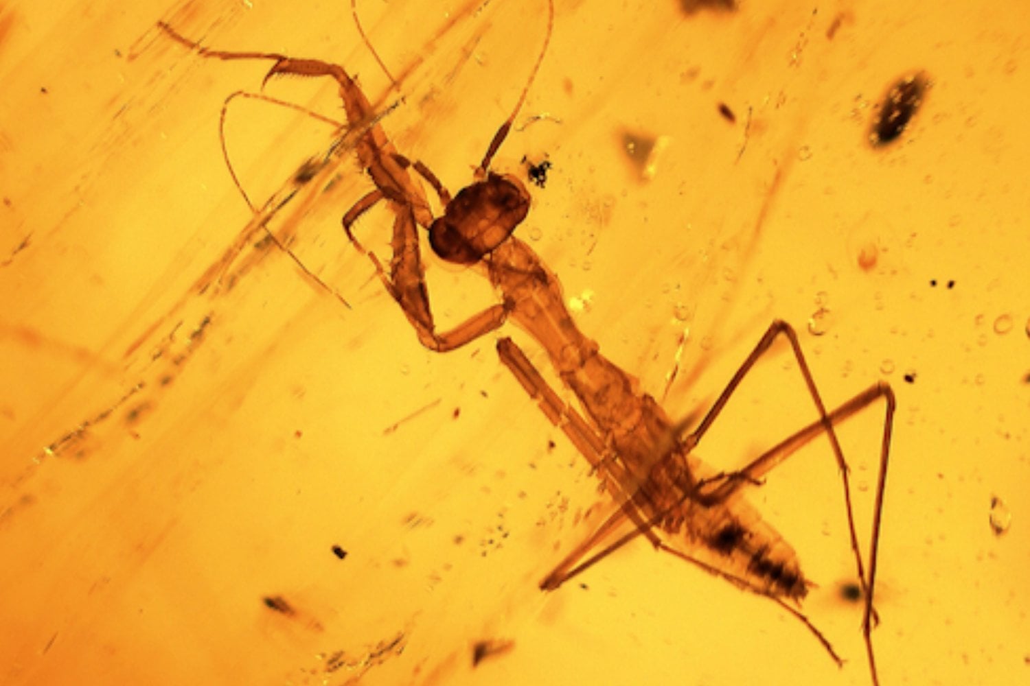 Hace unos 30 millones de años, una mantis quedó atrapada en resina y nunca volvió a salir. El ámbar conservó hasta sus ojos, antenas y espinas como una fotografía imposible del pasado