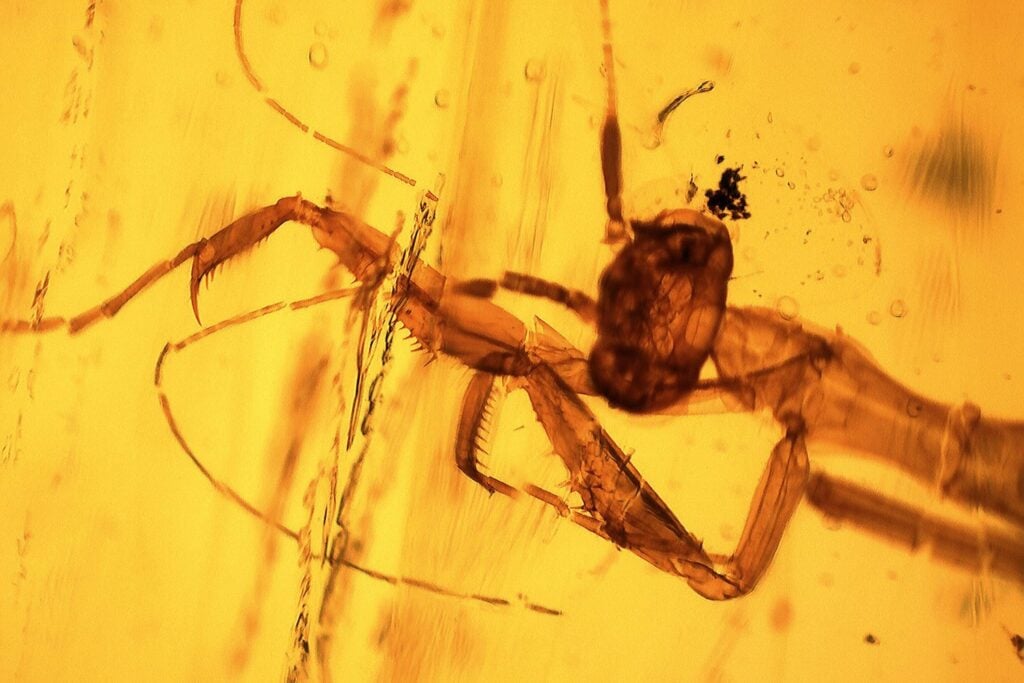 Hace unos 30 millones de años, una mantis quedó atrapada en resina y nunca volvió a salir. El ámbar conservó hasta sus ojos, antenas y espinas como una fotografía imposible del pasado