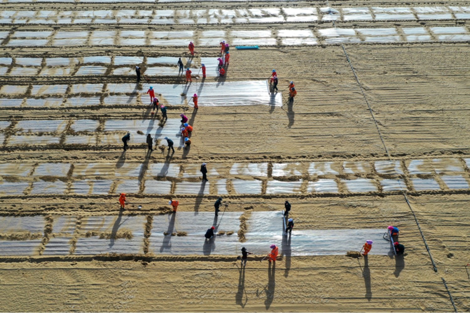 China lleva 48 años levantando una muralla de 66.000 millones de árboles contra el desierto. Los satélites revelan ahora que sus bosques plantados crecen un 66% más rápido que los naturales