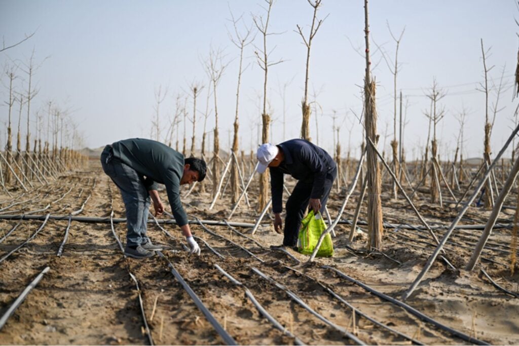 China lleva 48 años levantando una muralla de 66.000 millones de árboles contra el desierto. Los satélites revelan ahora que sus bosques plantados crecen un 66% más rápido que los naturales