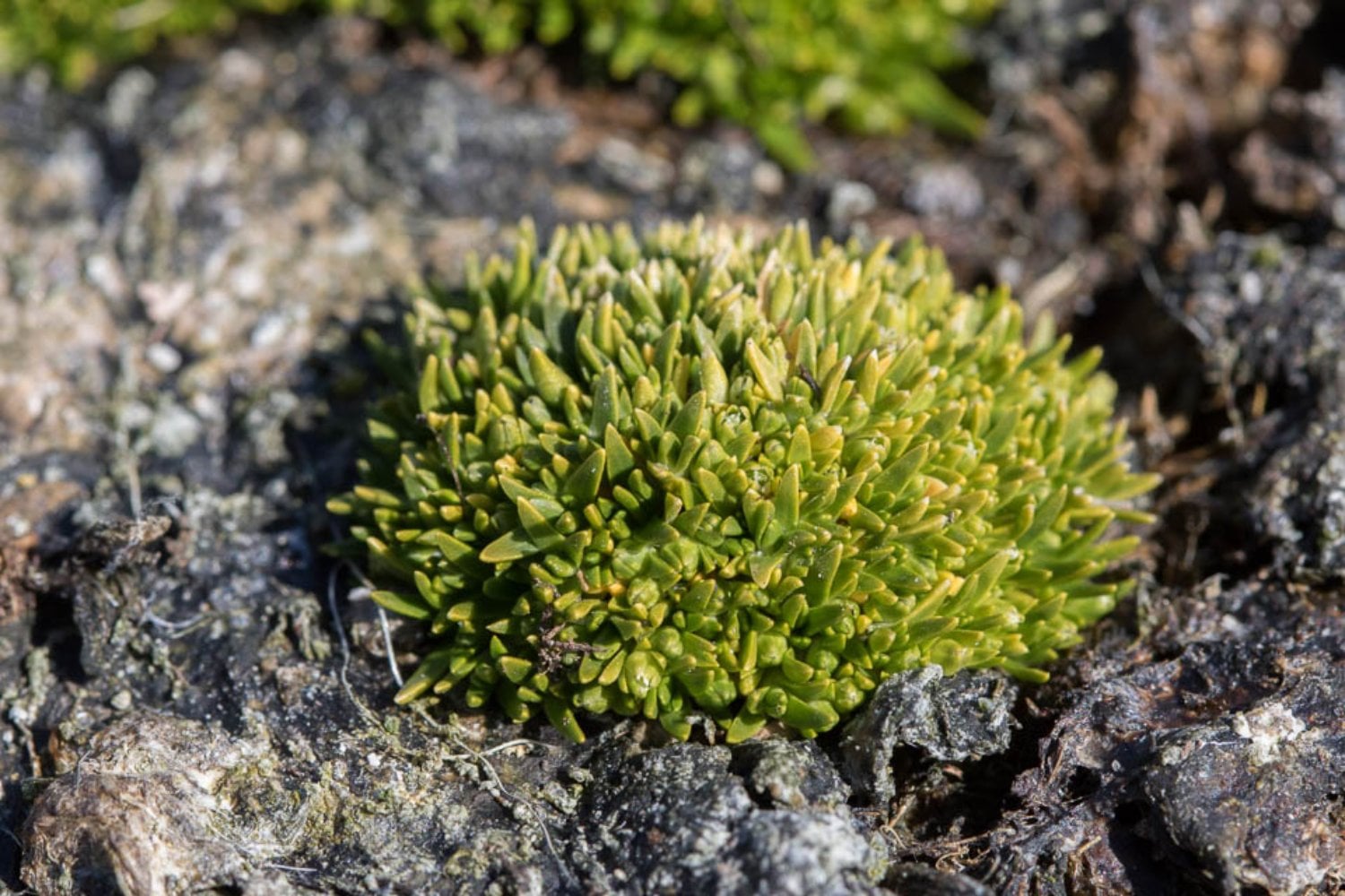 Científicos descifraron el genoma de una de las dos únicas plantas con flor de la Antártida. Ahora buscan convertir su resistencia extrema en una ventaja para los cultivos del futuro