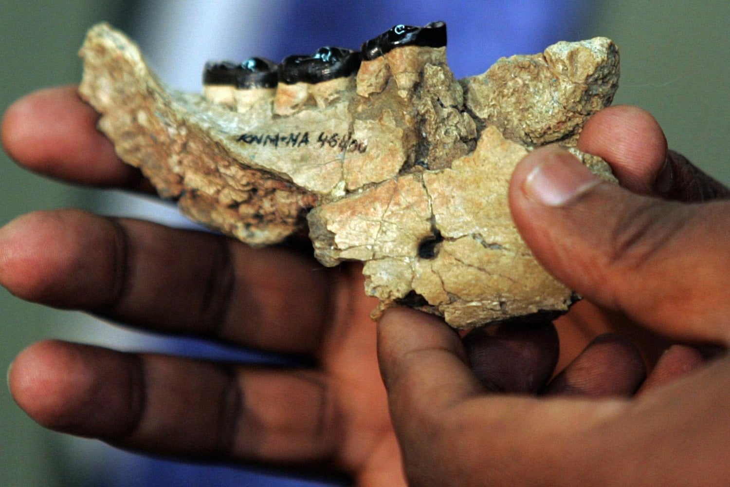 Una mandíbula con solo tres dientes pasó 9,8 millones de años enterrada en Kenia. Pertenece a un gran simio que vivió cerca del momento en que la rama evolutiva de gorilas, chimpancés y humanos comenzó a separarse