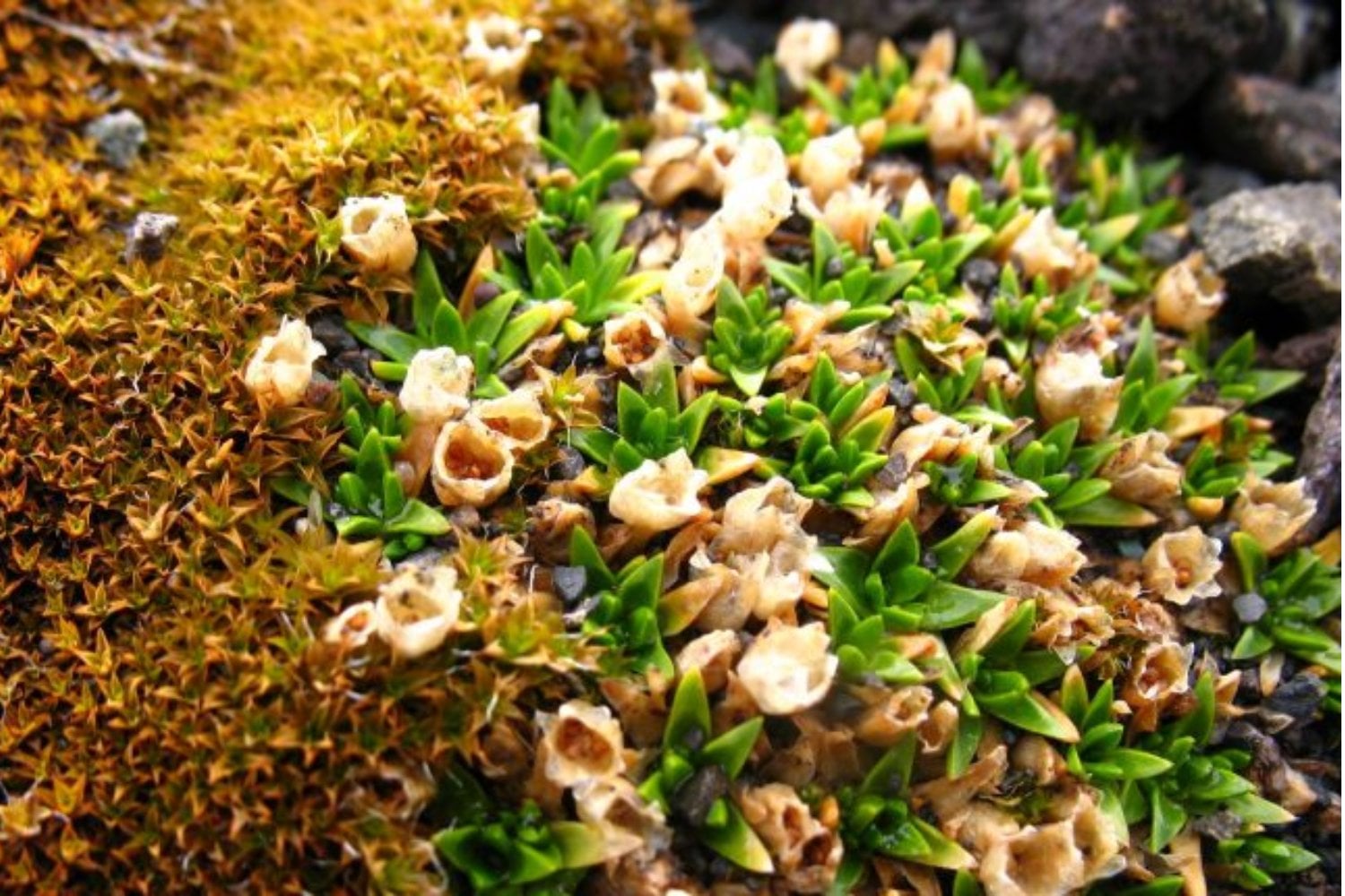 Científicos descifraron el genoma de una de las dos únicas plantas con flor de la Antártida. Ahora buscan convertir su resistencia extrema en una ventaja para los cultivos del futuro
