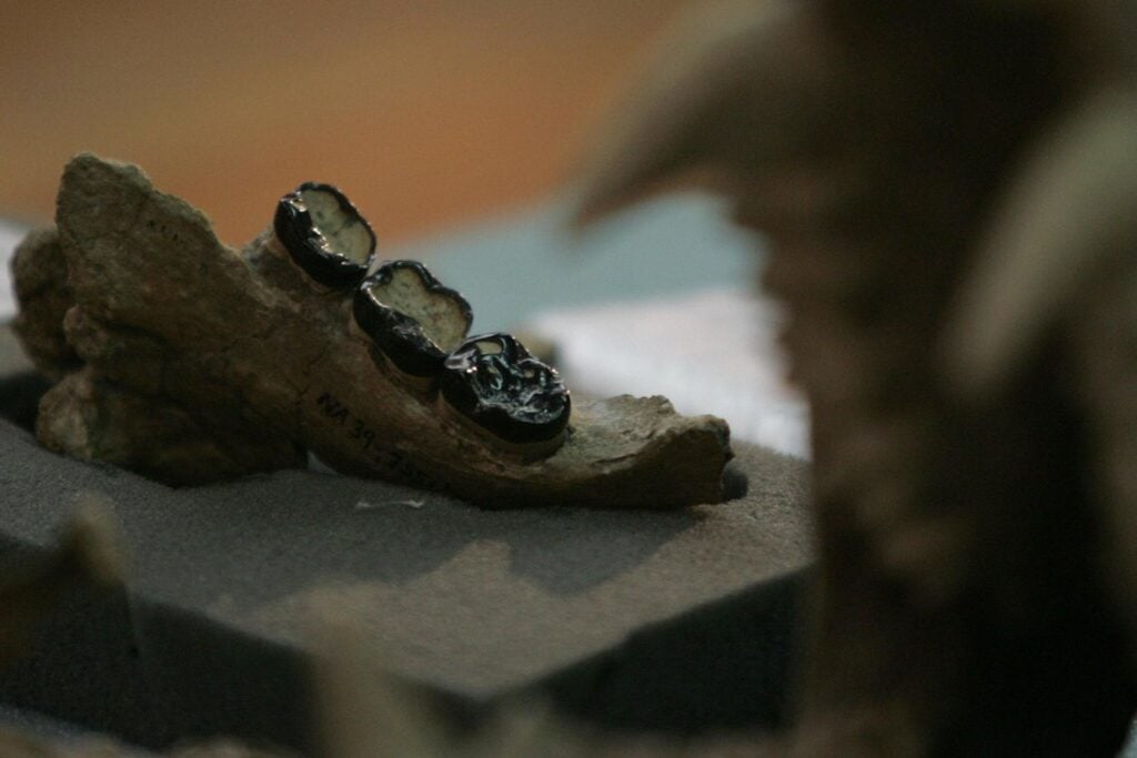 Una mandíbula con solo tres dientes pasó 9,8 millones de años enterrada en Kenia. Pertenece a un gran simio que vivió cerca del momento en que la rama evolutiva de gorilas, chimpancés y humanos comenzó a separarse