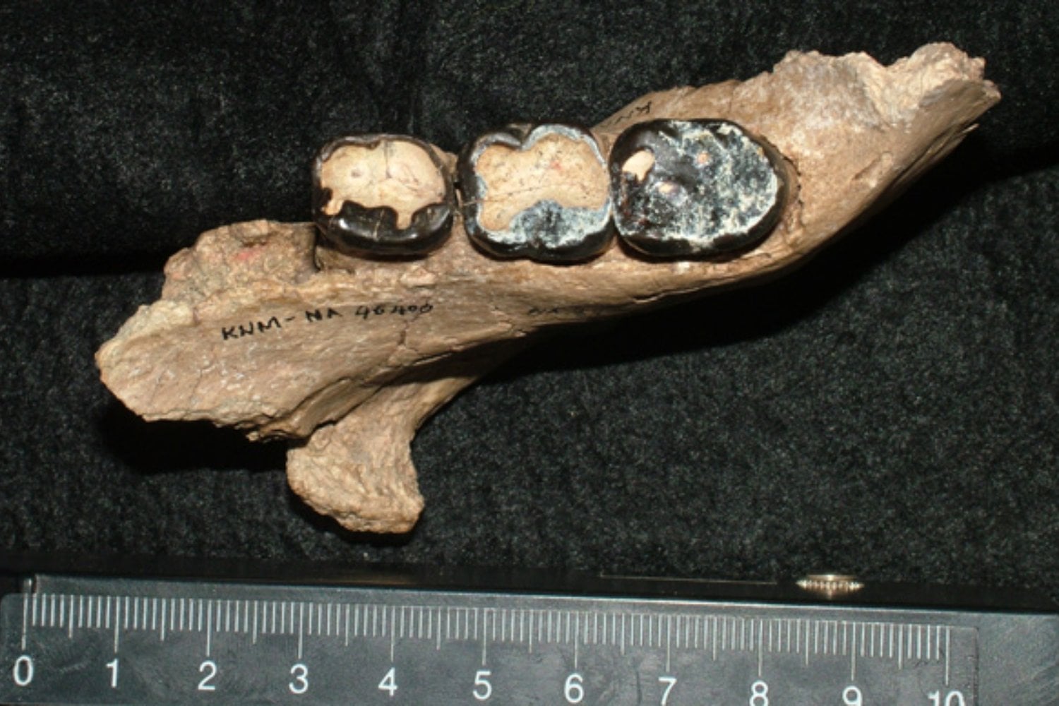 Una mandíbula con solo tres dientes pasó 9,8 millones de años enterrada en Kenia. Pertenece a un gran simio que vivió cerca del momento en que la rama evolutiva de gorilas, chimpancés y humanos comenzó a separarse