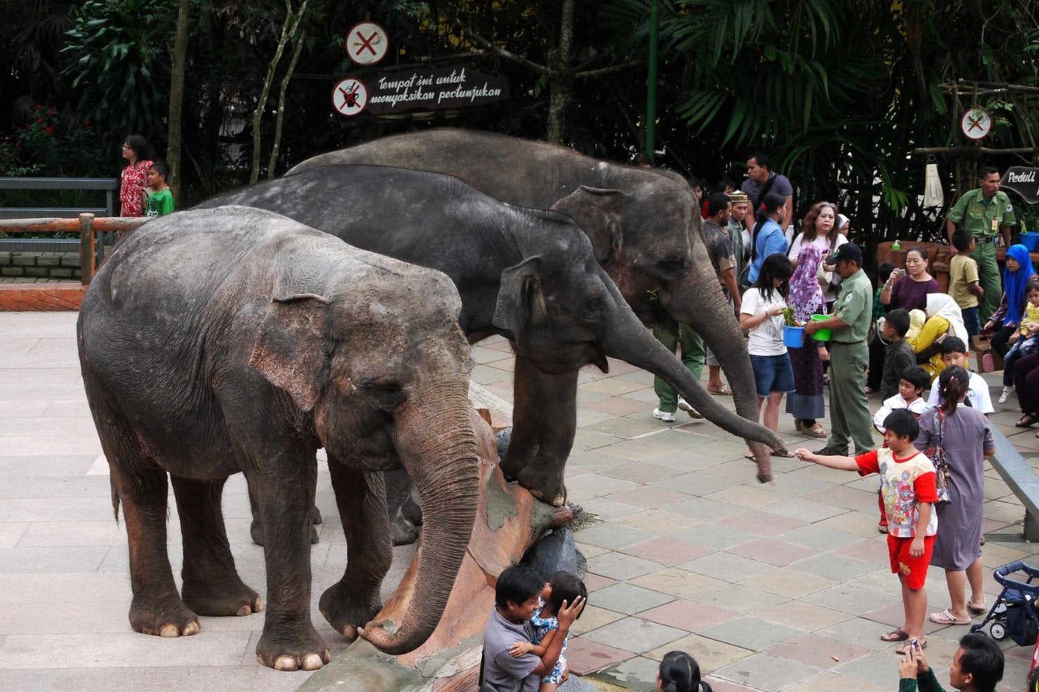 Elefante De Sumatra