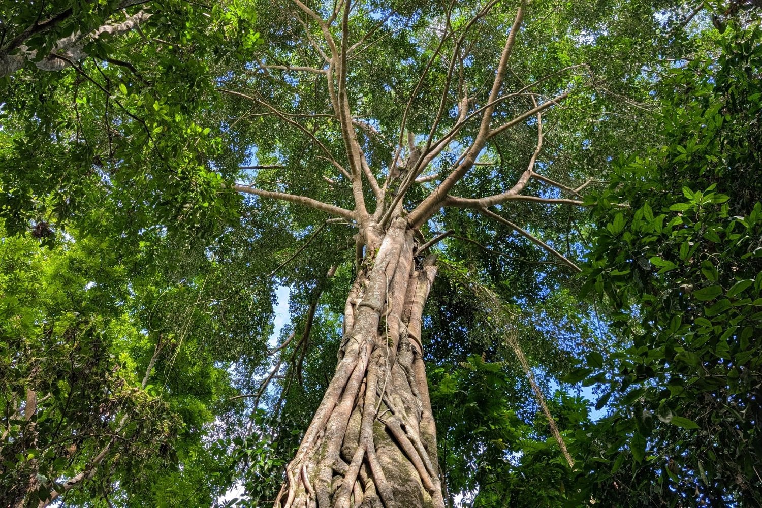 Ficus Citrifolia