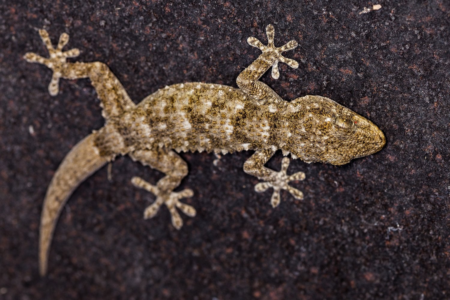 Los geckos tropicales tienen un sorprendente “modo ahorro” para sobrevivir a la estación seca