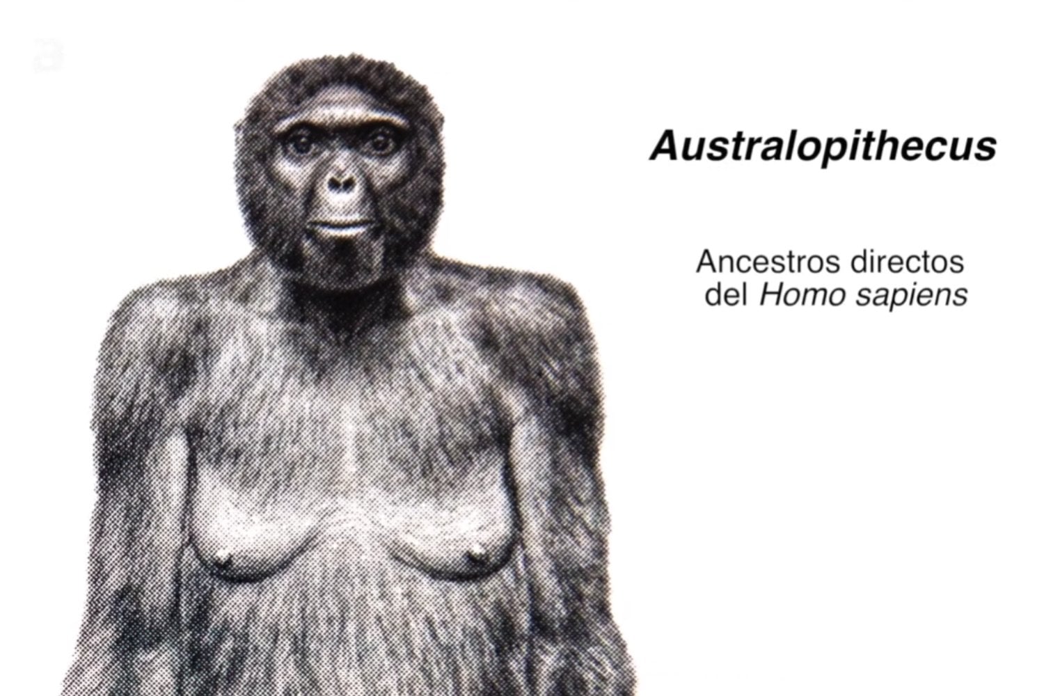La evolución humana podría estar peor clasificada de lo que creíamos: un estudio propone rehacer parte de nuestro árbol genealógico