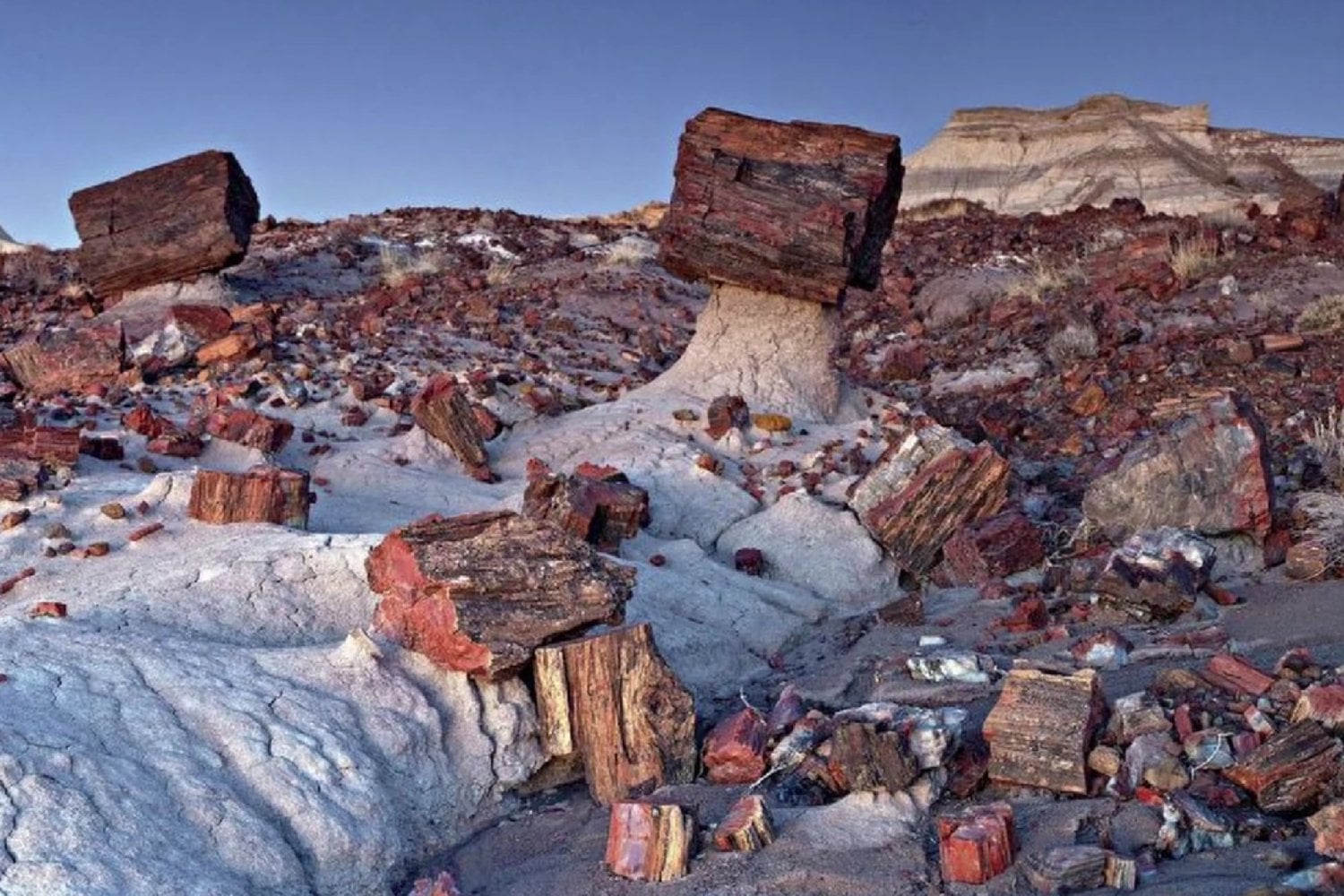 Estos árboles murieron hace más de 200 millones de años, pero el tiempo los convirtió en piedras de colores
