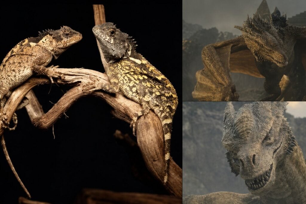 Descubren en Tailandia un pequeño “dragón” y lo bautizan en honor a House of the Dragon