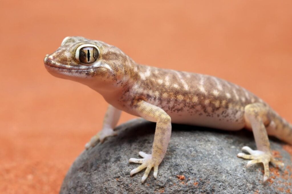 Los geckos tropicales tienen un sorprendente “modo ahorro” para sobrevivir a la estación seca