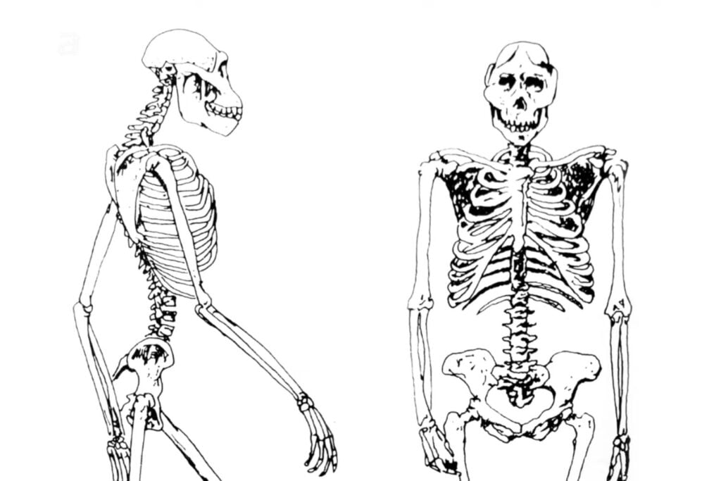 La evolución humana podría estar peor clasificada de lo que creíamos: un estudio propone rehacer parte de nuestro árbol genealógico