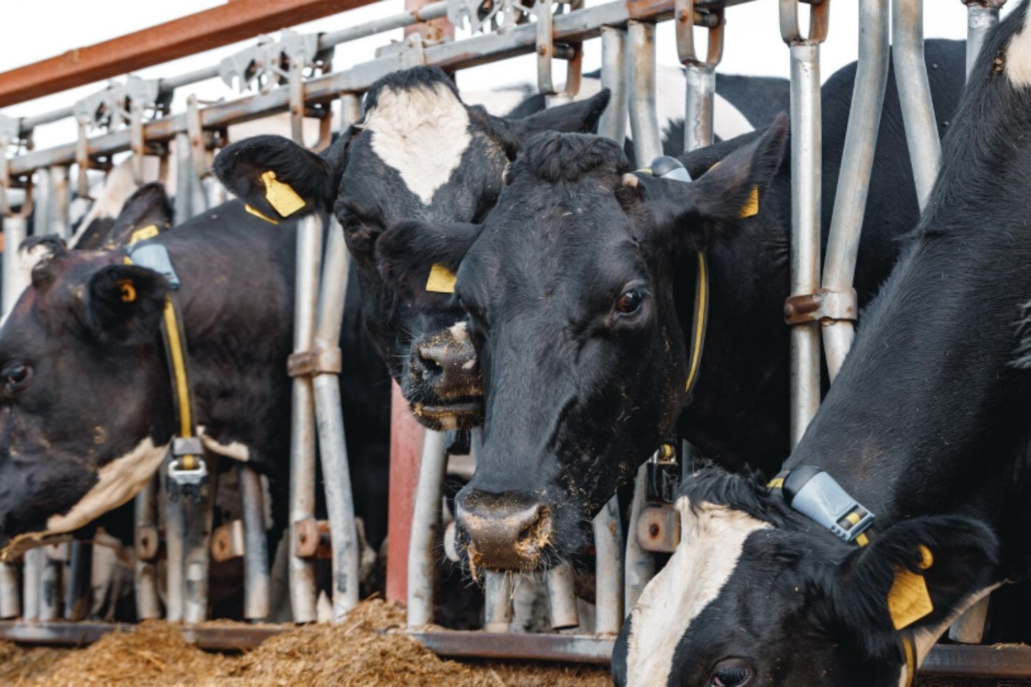 Las rayas de las cebras funcionan como un repelente natural, y unas vacas japonesas lo demostraron