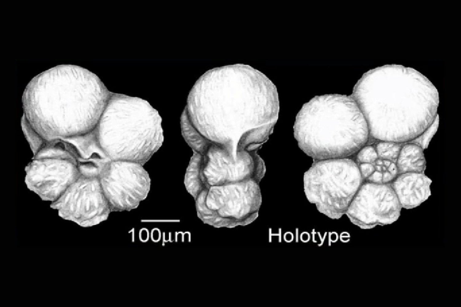 Una enorme erupción acidificó los océanos hace 113 millones de años: ahora sabemos cómo acabó con gran parte del plancton