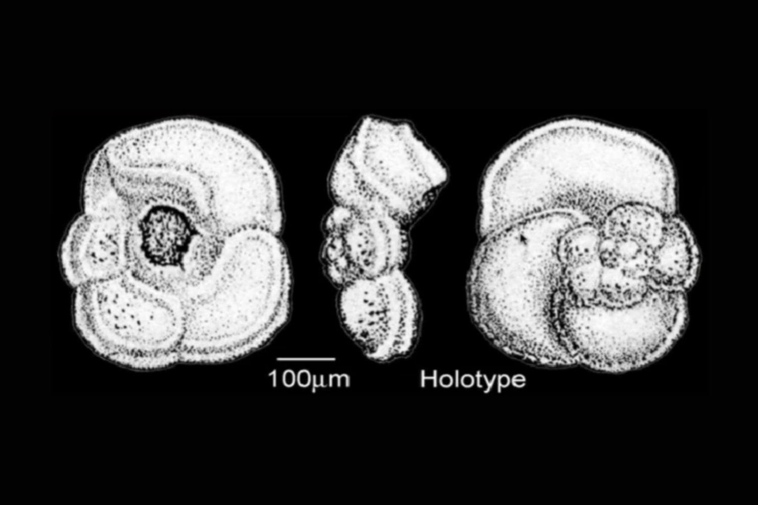 Una enorme erupción acidificó los océanos hace 113 millones de años: ahora sabemos cómo acabó con gran parte del plancton