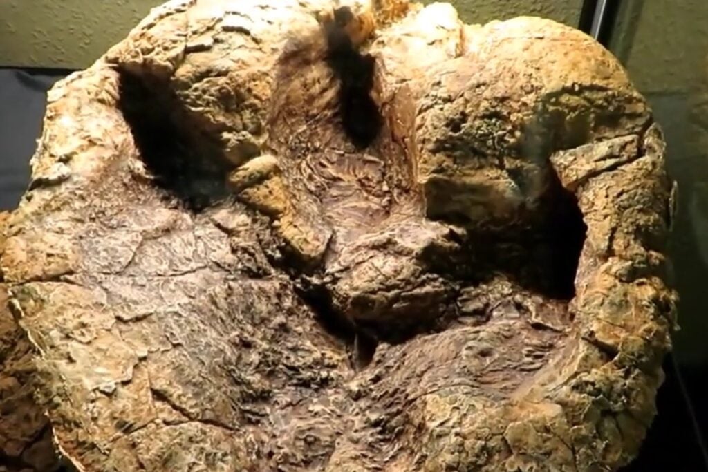 Encuentran en Canadá huellas de dinosaurios de una época del Cretácico que casi había desaparecido del registro fósil