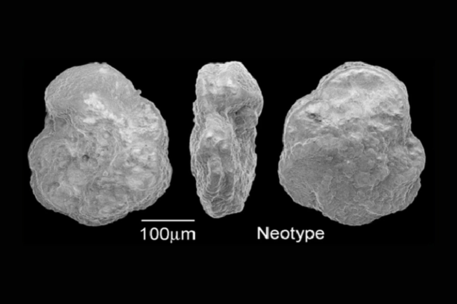 Una enorme erupción acidificó los océanos hace 113 millones de años: ahora sabemos cómo acabó con gran parte del plancton