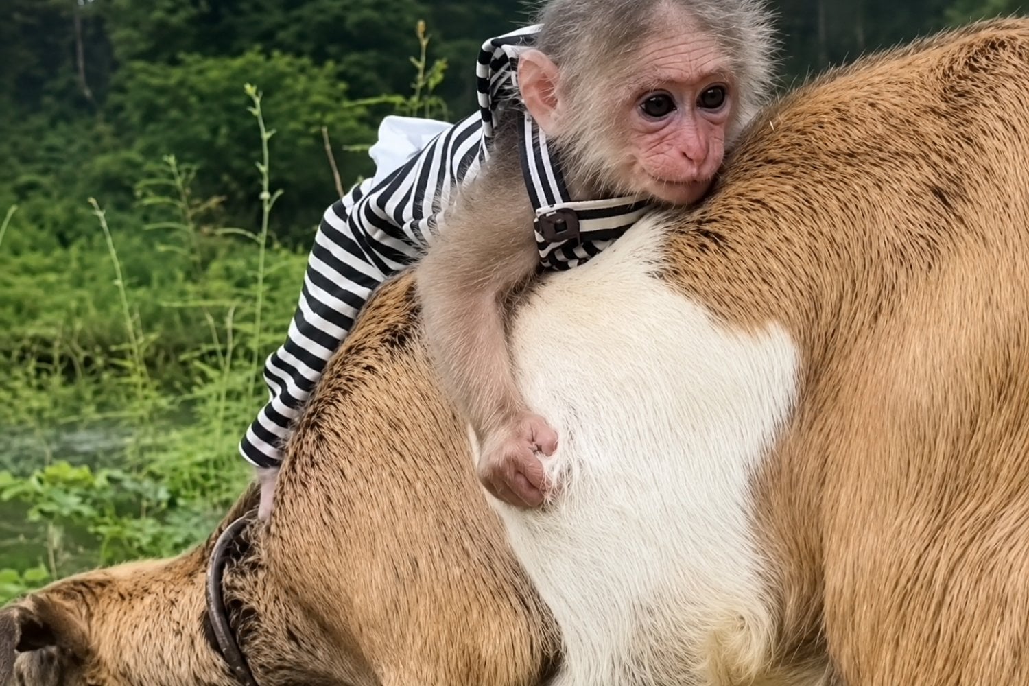 Los humanos no somos los únicos que crean vínculos con otras especies: Oxford documentó 427 casos entre primates