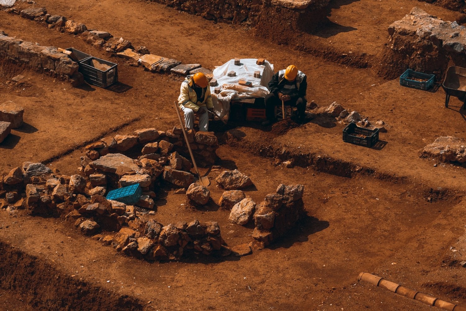 Encuentran un cánido de hace 30 millones de años casi completo: cazaba de una forma que ningún perro actual conserva
