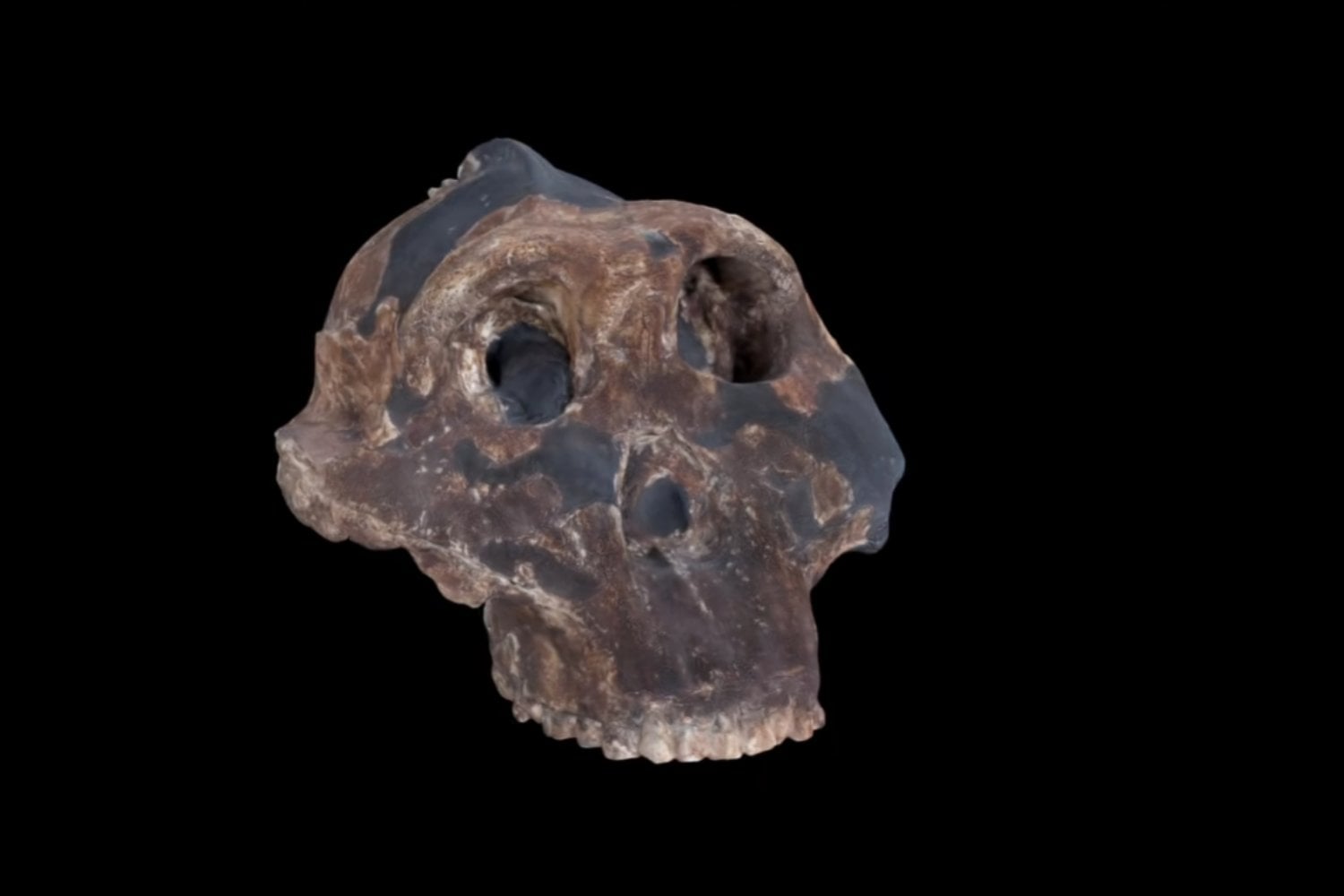 La evolución humana podría estar peor clasificada de lo que creíamos: un estudio propone rehacer parte de nuestro árbol genealógico