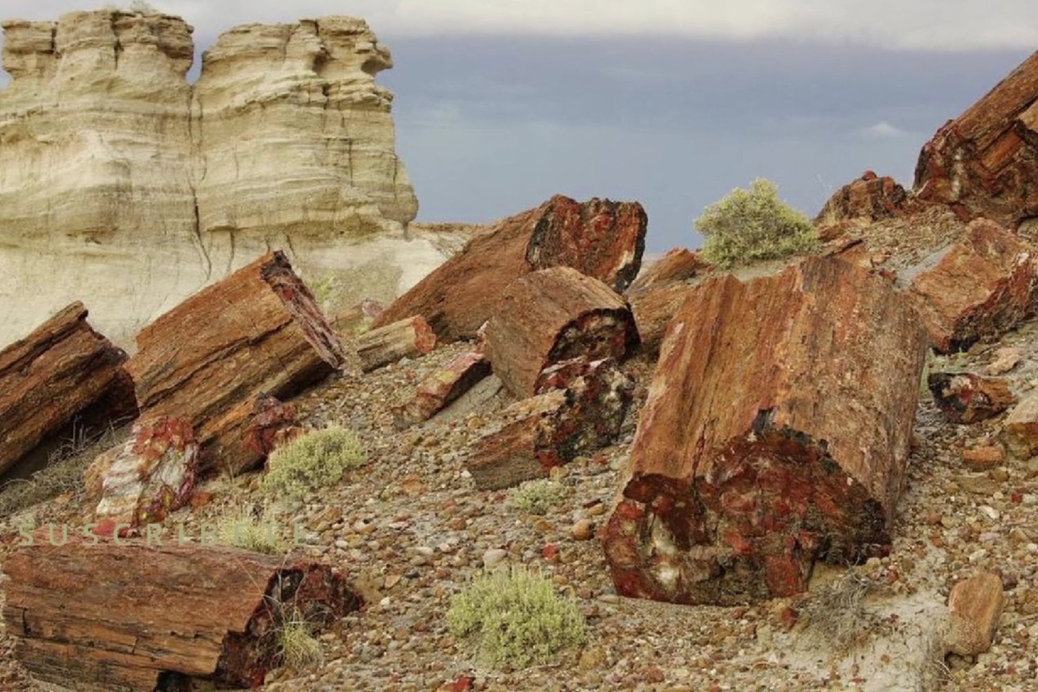 Estos árboles murieron hace más de 200 millones de años, pero el tiempo los convirtió en piedras de colores