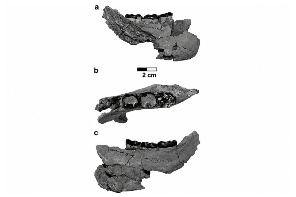 El misterioso primate de hace 10 millones de años que podría estar cerca del origen de humanos, gorilas y chimpancés