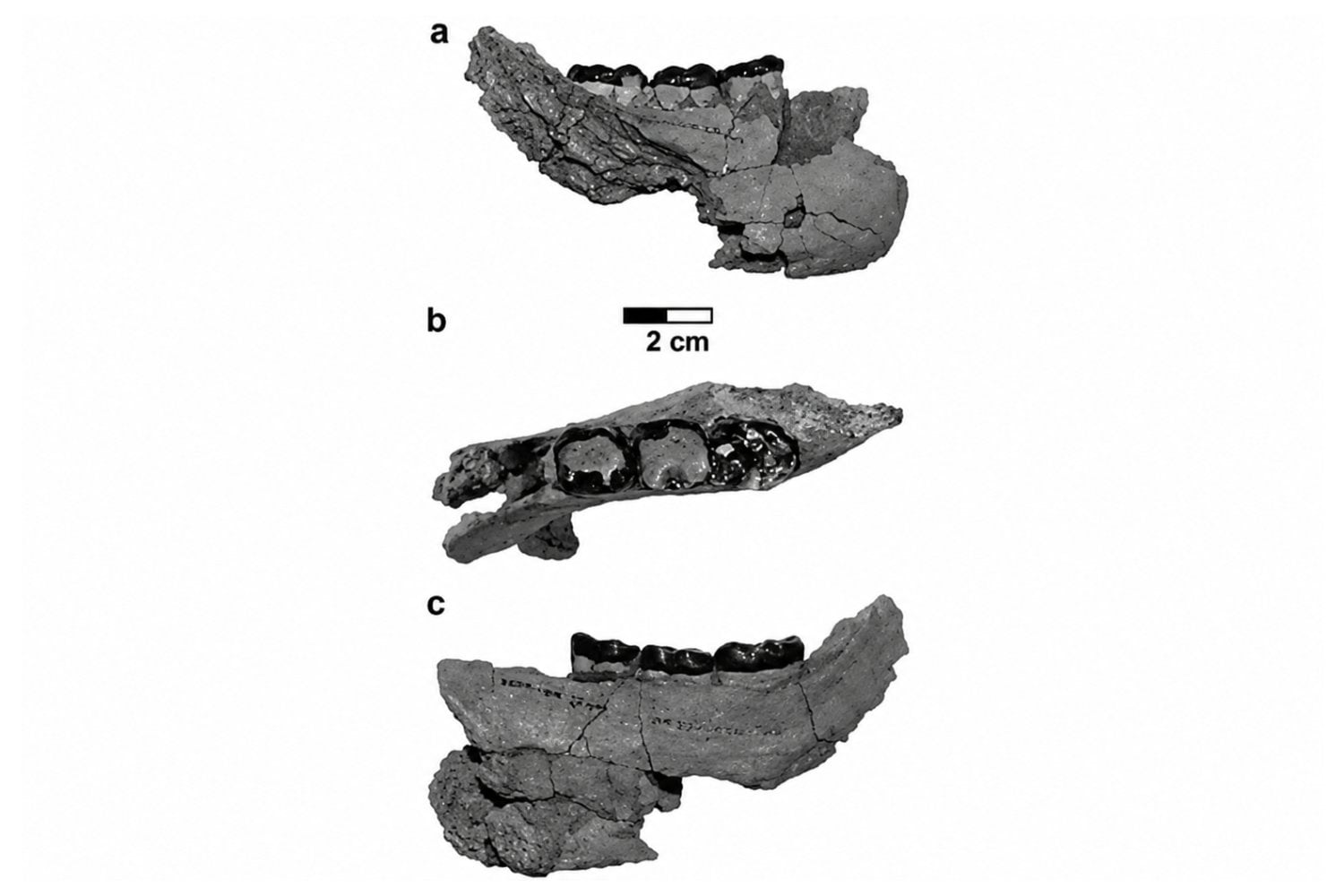 El misterioso primate de hace 10 millones de años que podría estar cerca del origen de humanos, gorilas y chimpancés