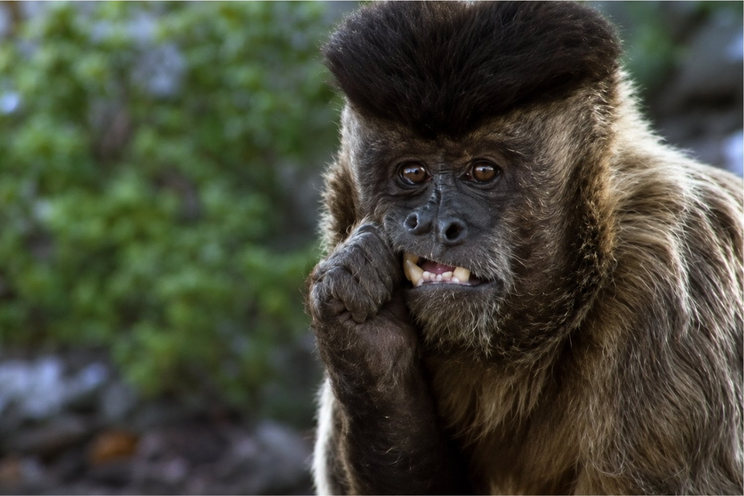 Estos monos comen cerebros y órganos cuando escasean los alimentos vegetales