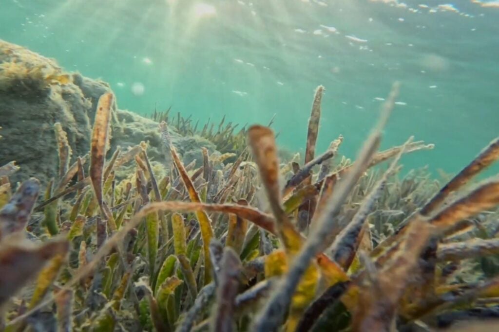 La amenaza invisible que está dificultando la recuperación de la posidonia en el Mediterráneo