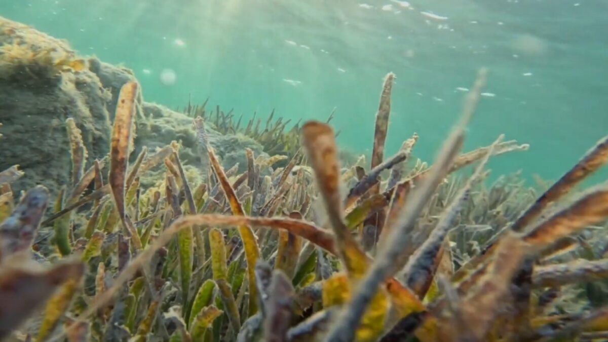 La amenaza invisible que está dificultando la recuperación de la posidonia en el Mediterráneo