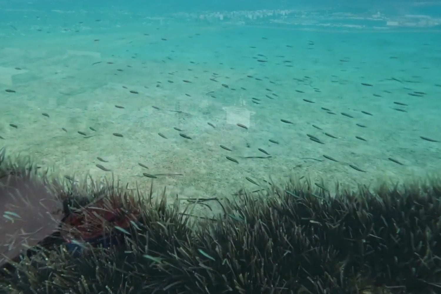 La amenaza invisible que está dificultando la recuperación de la posidonia en el Mediterráneo