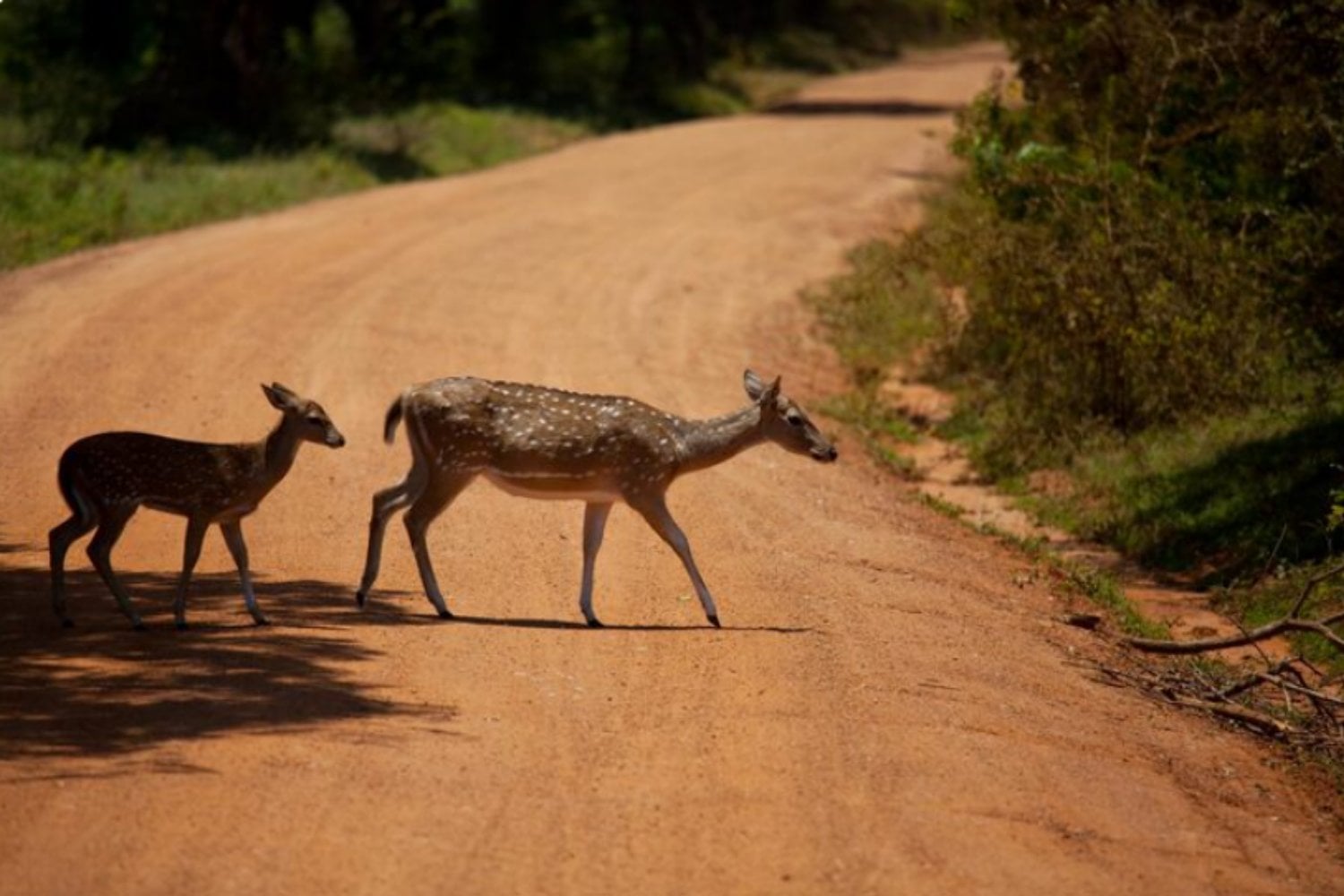 Las carreteras no solo dividen hábitats: también cambian cómo y cuándo se alimentan los grandes mamíferos