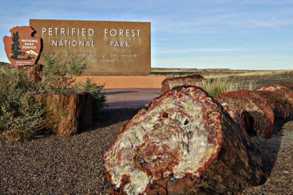 Estos árboles murieron hace más de 200 millones de años, pero el tiempo los convirtió en piedras de colores