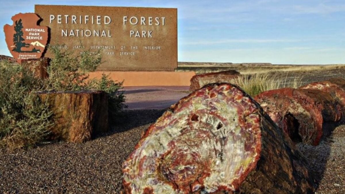 Estos árboles murieron hace más de 200 millones de años, pero el tiempo los convirtió en piedras de colores