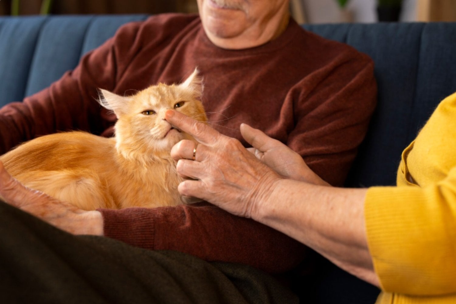Tu gato necesita más tiempo de vos del que parece: estar cerca mientras mirás el celular no cuenta