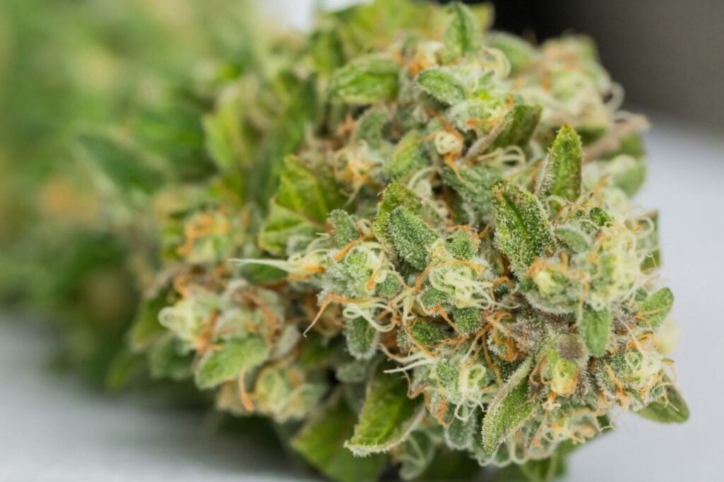 Consumir cannabis con frecuencia podría alterar cómo empieza el cuerpo el día: la pista está en la hormona del estrés