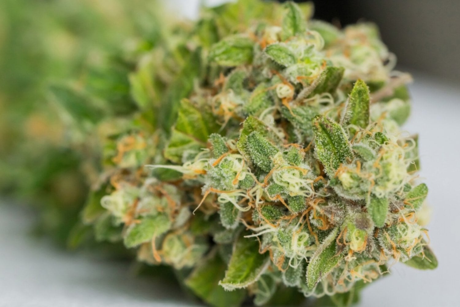 Consumir cannabis con frecuencia podría alterar cómo empieza el cuerpo el día: la pista está en la hormona del estrés