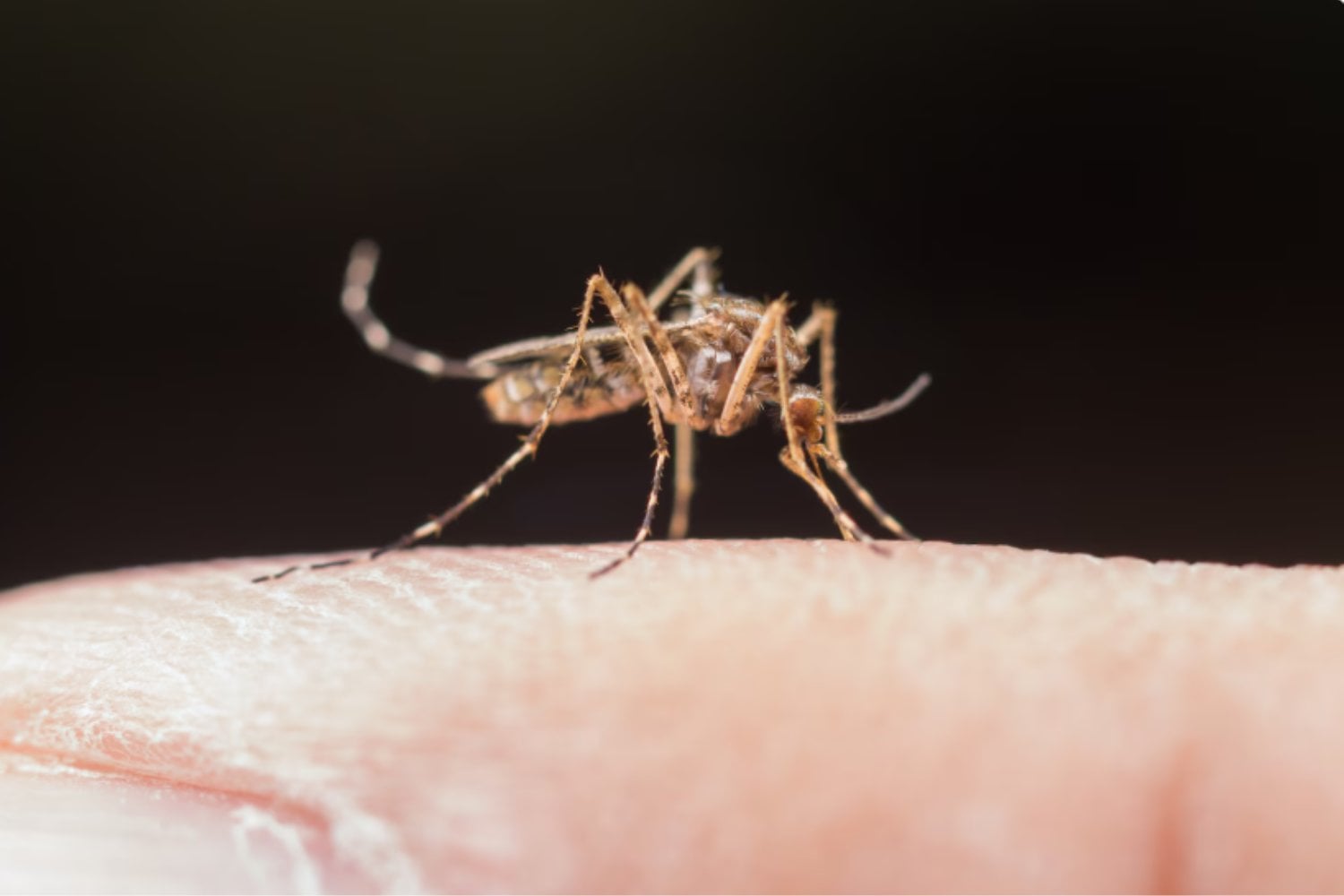 Los mosquitos tienen preferencias: así deciden a quién picar