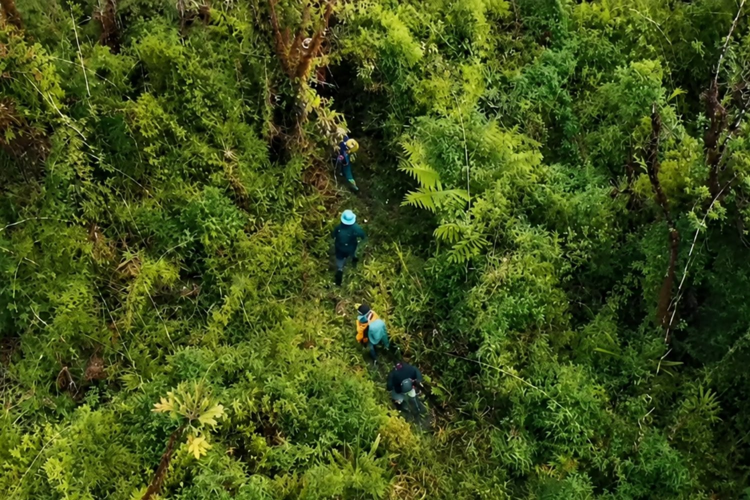 Ecuador descubre que uno de sus corredores ecológicos escondía el doble de pequeños mamíferos de lo que se conocía