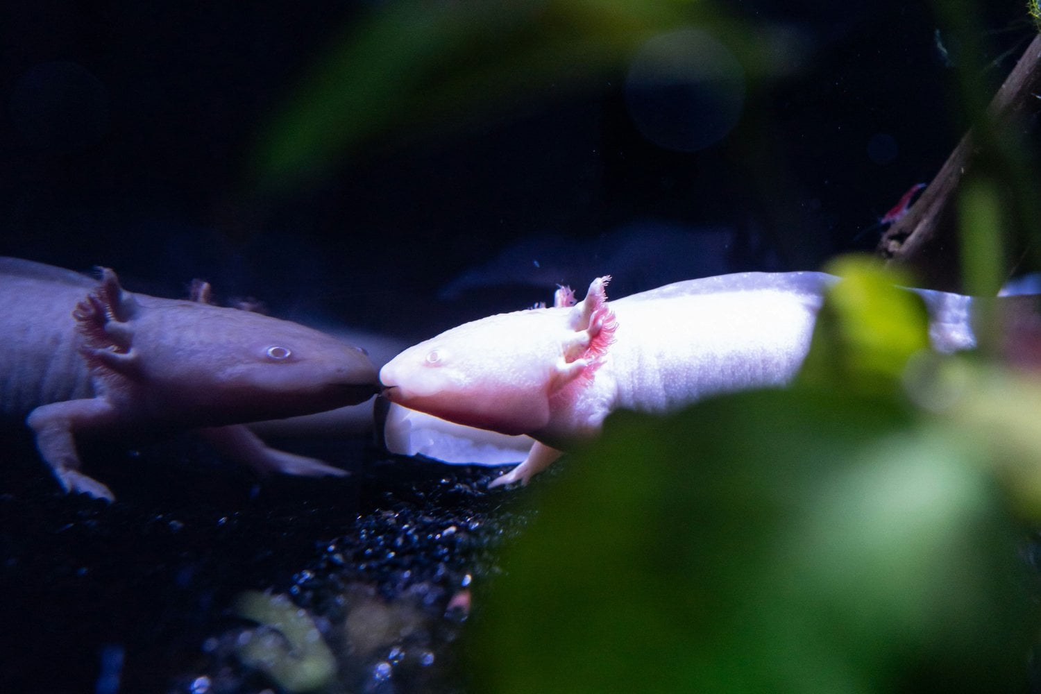 800 ajolotes volverán a Xochimilco: el objetivo es comprobar si la especie puede recuperar una población estable