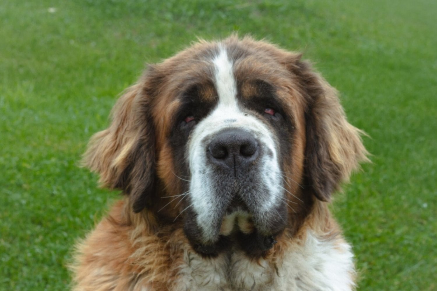 Los perros gigantes viven unos tres años menos: la selección humana podría estar detrás de su envejecimiento acelerado