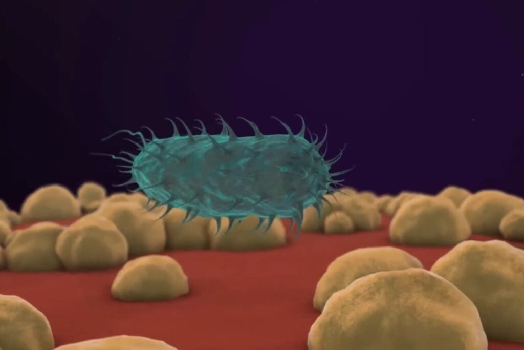 La llamada “bacteria comecarne” sigue siendo rara, aunque los mares cálidos aumentan el riesgo
