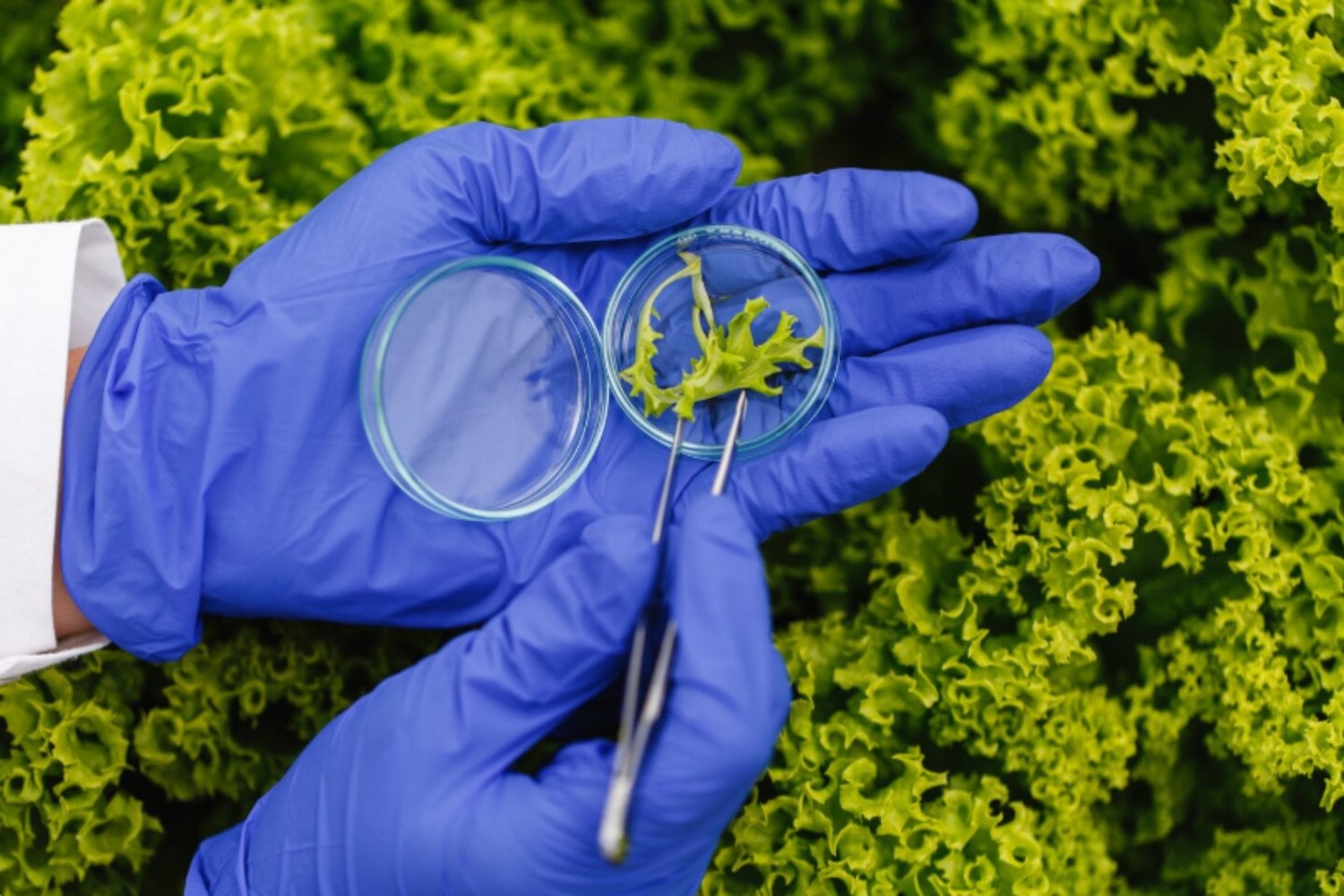 Científicos argentinos desarrollan una plataforma para medir cuánto contaminan los cultivos destinados a la industria