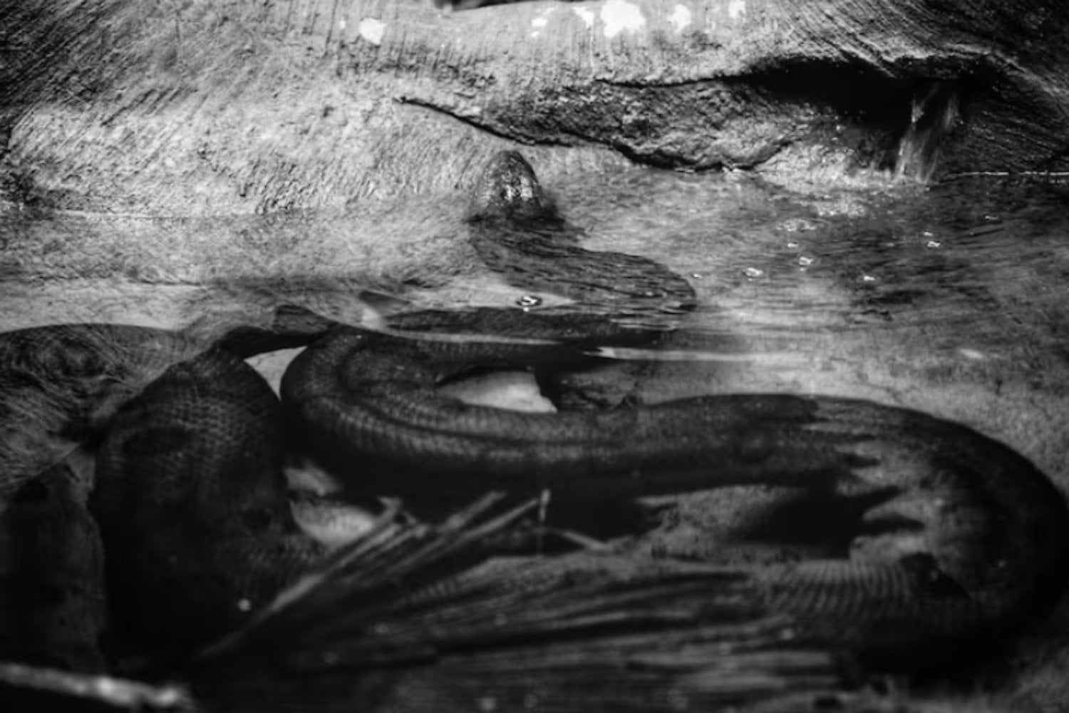 Durante décadas discutimos si las serpientes nacieron bajo tierra o en el agua: un fósil de 80 millones de años cambia la historia
