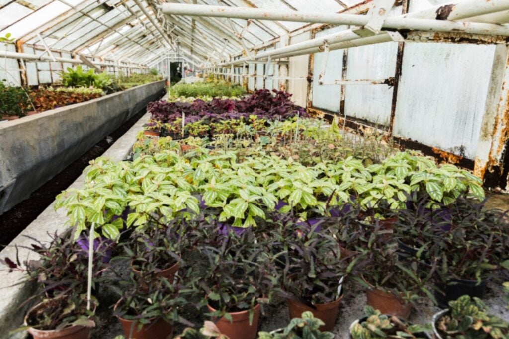 Solo conocemos una parte de la crisis: miles de plantas y hongos siguen sin ser evaluados