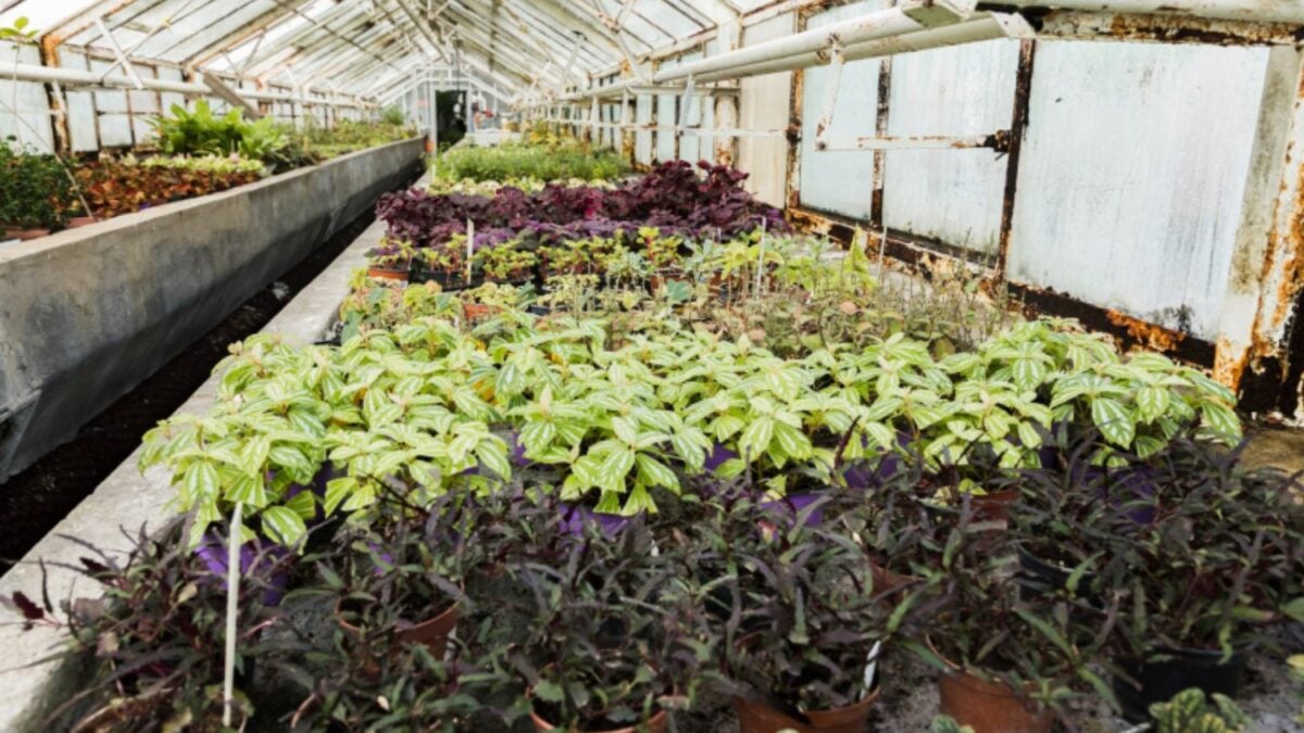 Solo conocemos una parte de la crisis: miles de plantas y hongos siguen sin ser evaluados