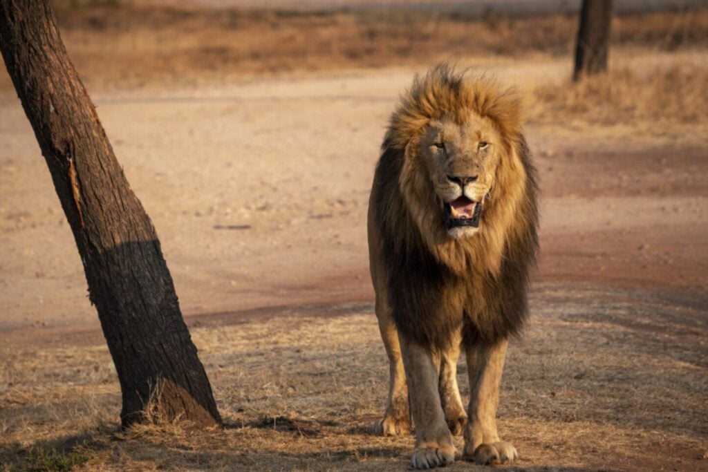 España fue territorio de leones gigantes mucho antes de que existiera como país