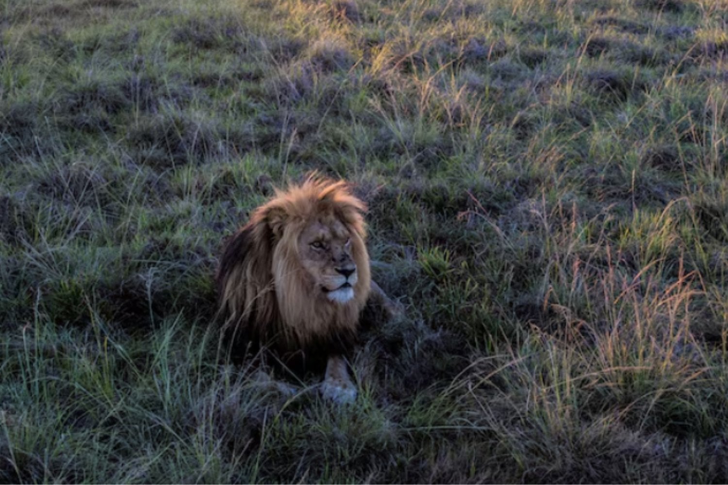 España fue territorio de leones gigantes mucho antes de que existiera como país
