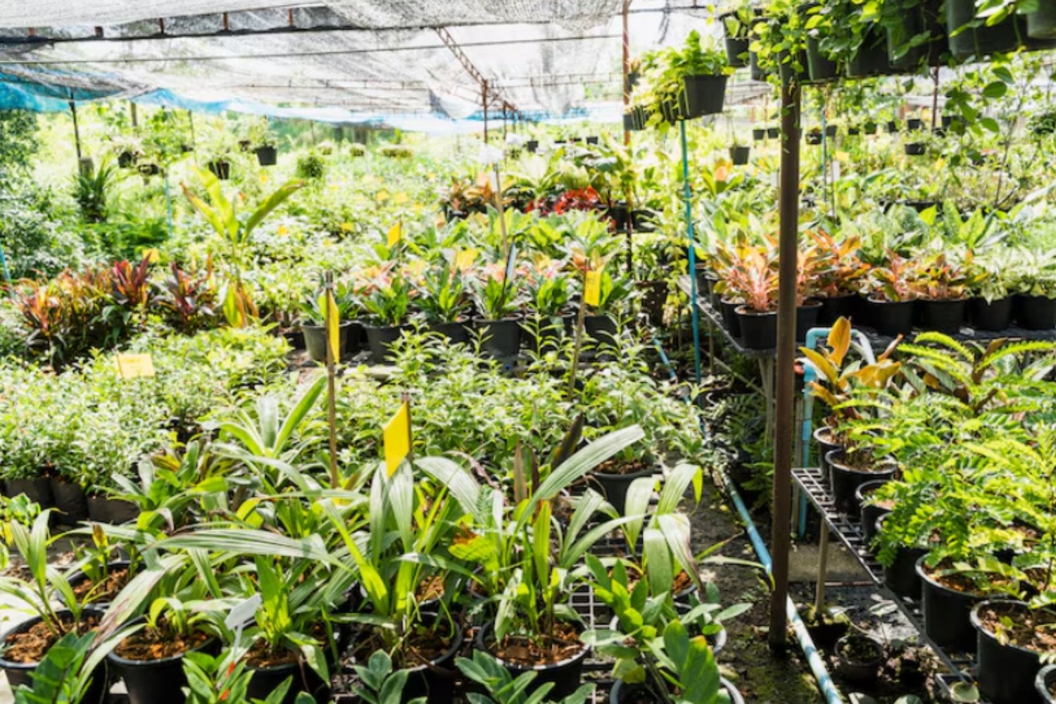 Solo conocemos una parte de la crisis: miles de plantas y hongos siguen sin ser evaluados
